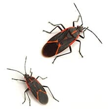 Boxelders