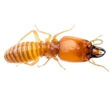 Termite soldier