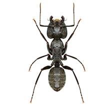 Carpenter Ant