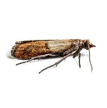 Indian Meal Moth