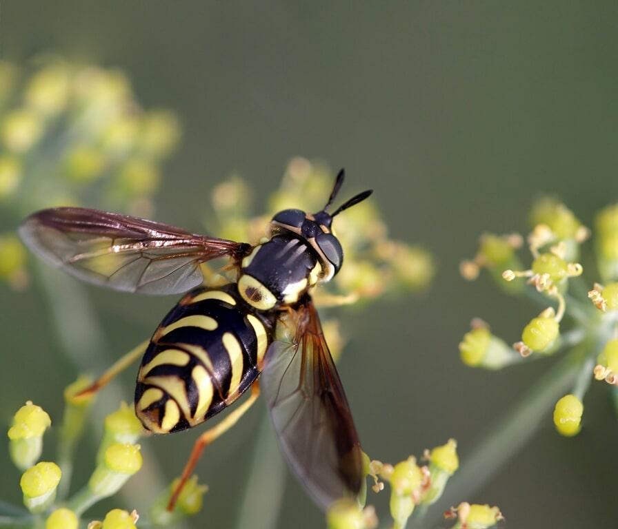 wasp flying