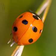 Asian Beetle