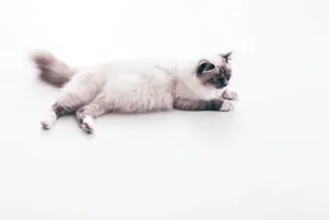 Cat for catching mice