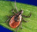 Blacklegged Tick — St Charles, IL — Fox Valley Environmental Pest Control