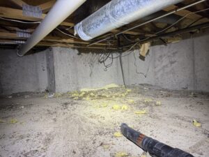 Read more about the article Allergens in Mouse Droppings: A hidden threat to American Homes