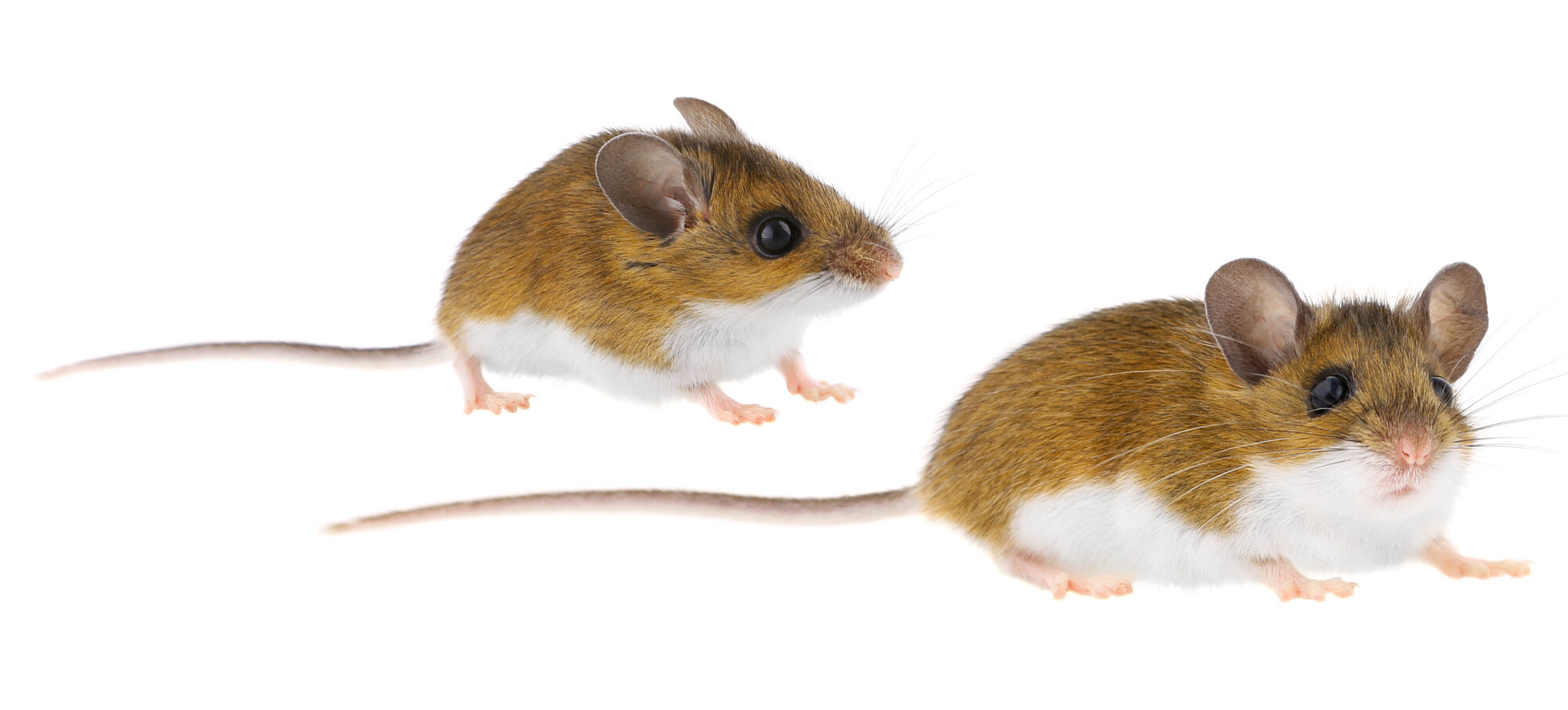 Read more about the article Hantavirus and Deer Mice in Northern Illinois: What Homeowners Should Know