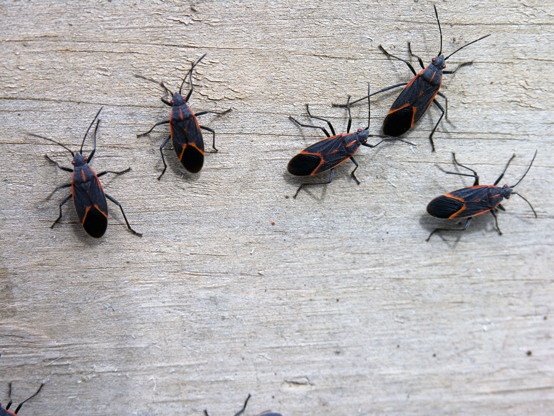 Read more about the article Asian Beetles, Boxelders, and Stink Bugs in Northern Illinois