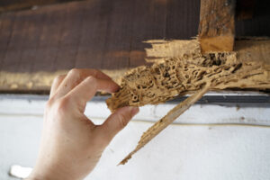 Read more about the article Risks of Termites in Illinois