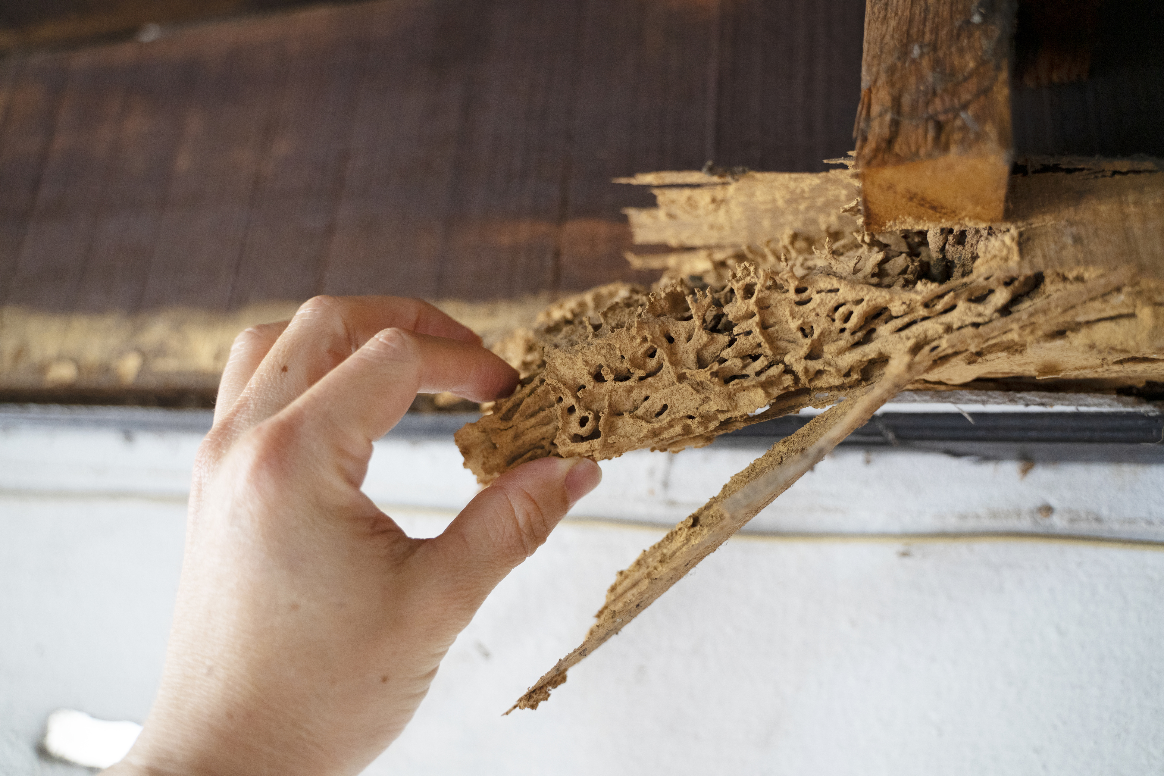 You are currently viewing Risks of Termites in Illinois