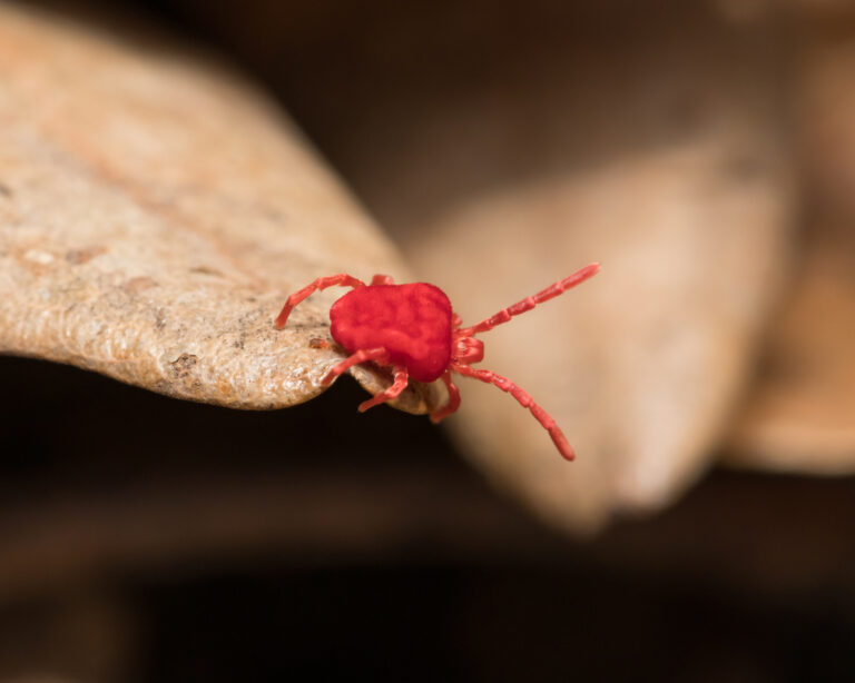 Clover mites are tiny red creatures that can enter homes in the thousands