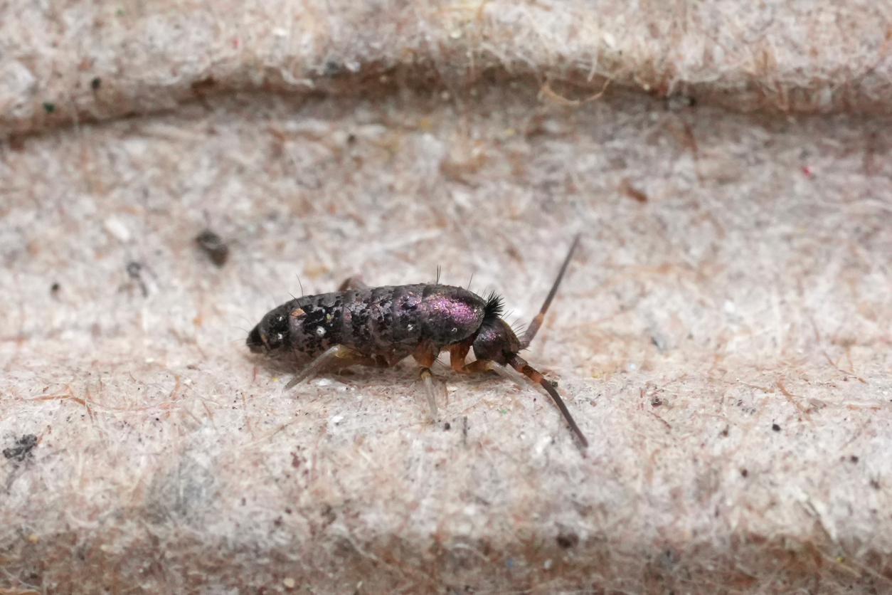 You are currently viewing Fun Facts About Springtails: The Tiny Invaders in Northern Illinois Homes