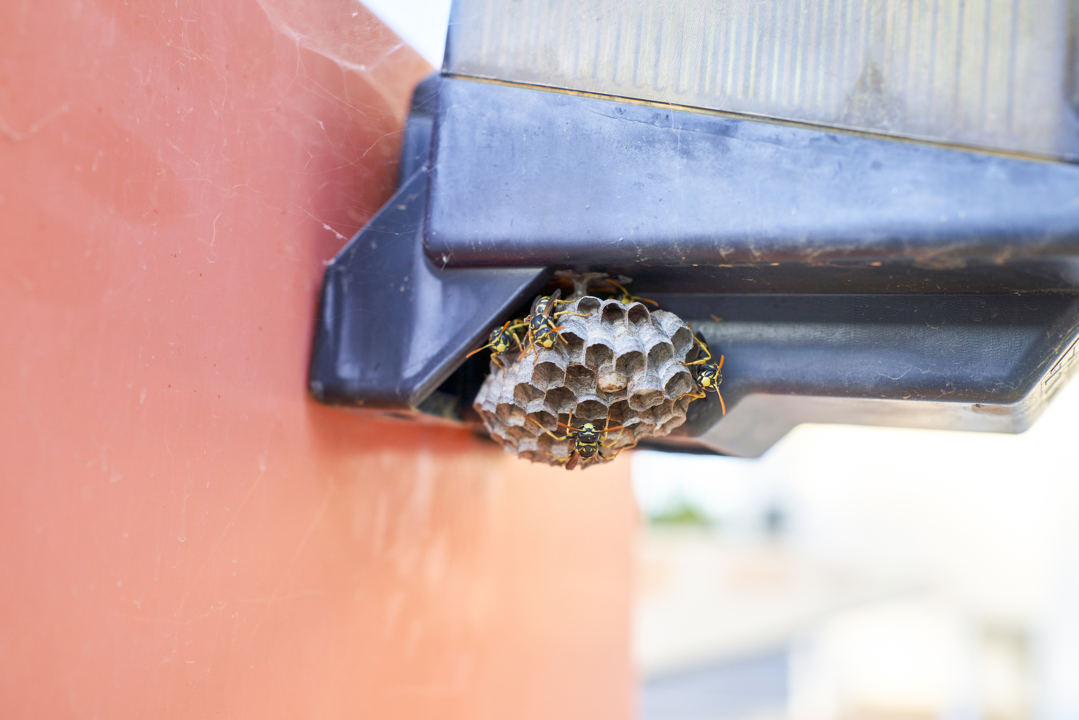 Read more about the article Effective Wasp Extermination in Naperville, IL: Protect Your Home and Family