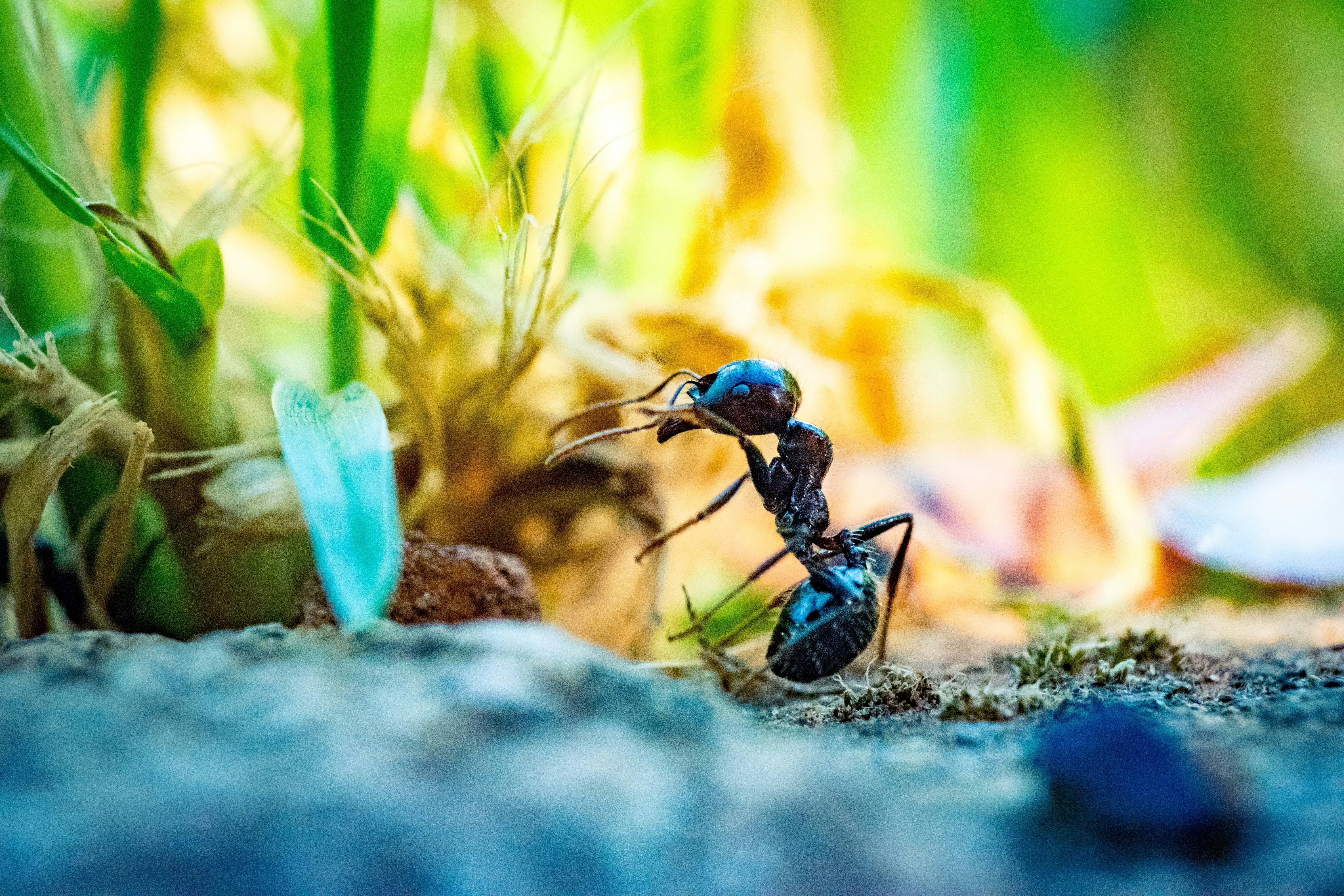You are currently viewing Protect Your Home: Ant Control in Algonquin, IL
