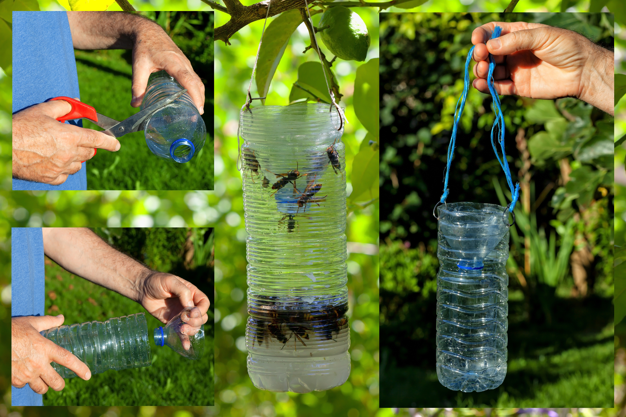 Read more about the article How to Make a DIY Wasp Trap from a Water Bottle (Perfect for Northern Illinois Backyards)