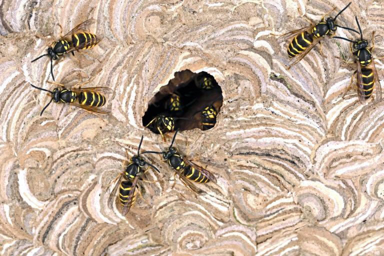 Close up of a Yellowjacket nest entrance