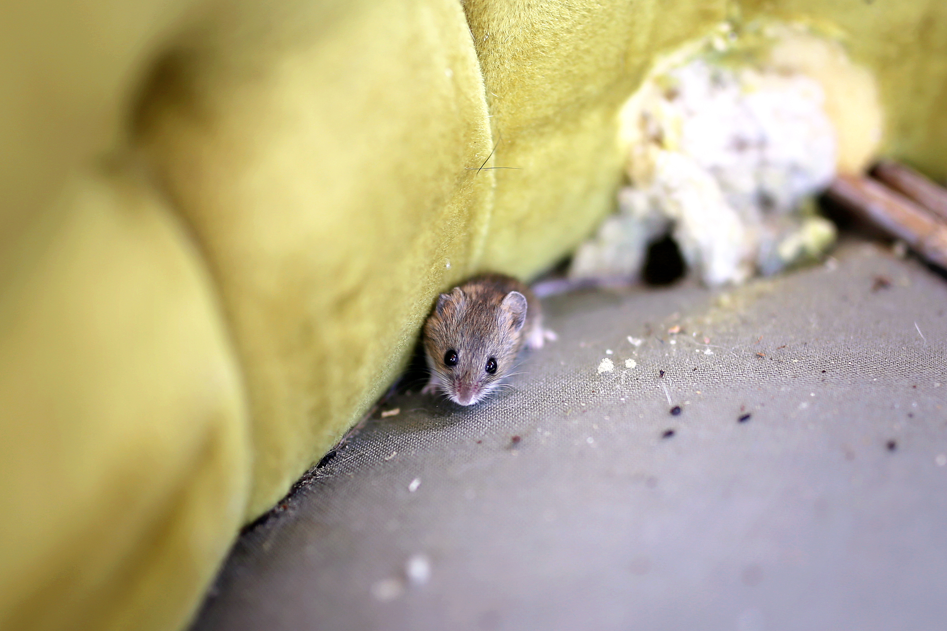 Read more about the article Mice are Nasty!