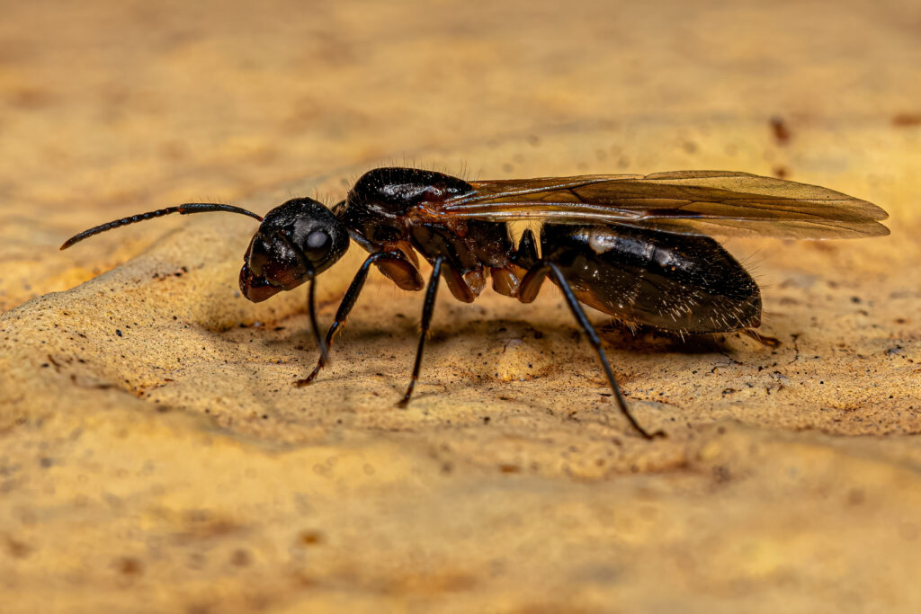 Carpeter ant with wings