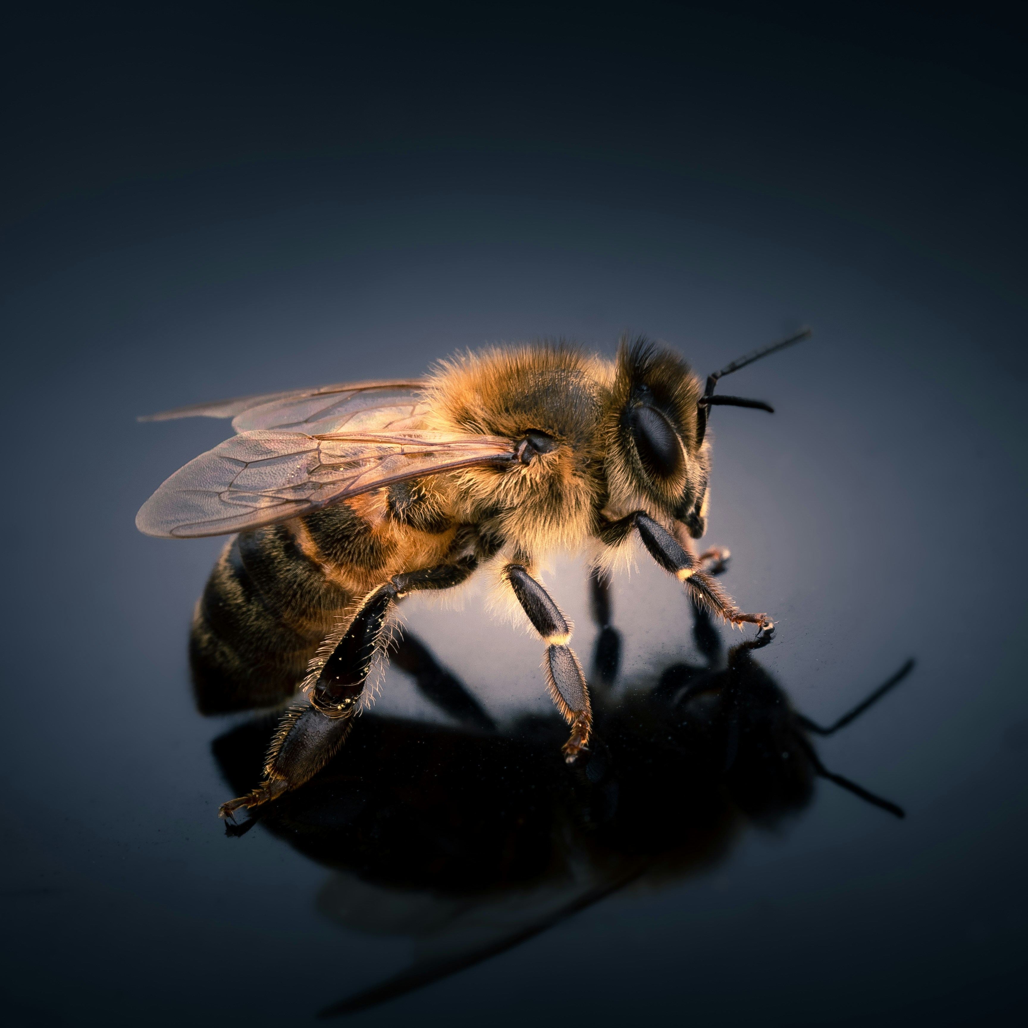 Read more about the article Killer Bees: What Homeowners Should Know (And Why They’re Different From Regular Bees)
