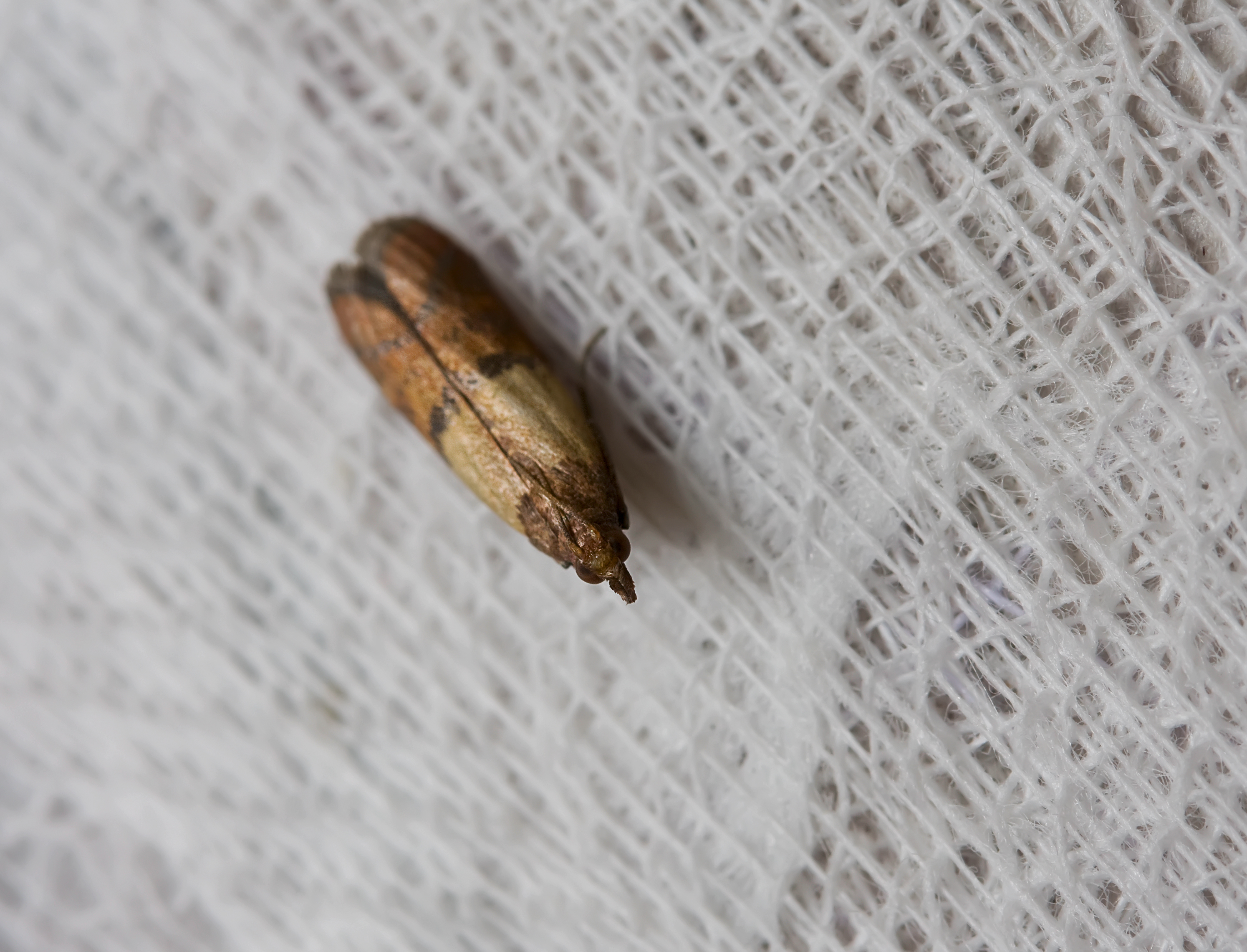 Read more about the article Indian Meal Moths: Identification, and control tips