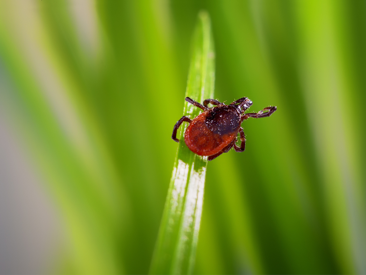 Read more about the article Why Northern Illinois is Seeing More Ticks and Rising Lyme Risk